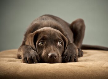 This pet insurance dog wants you to know how he's feeling.